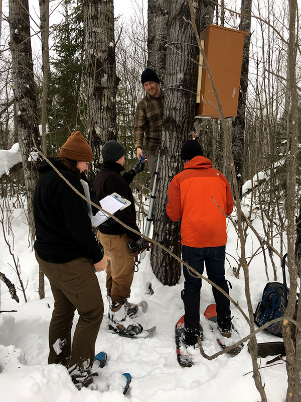 four researchers collecting data by a tree with a fischer den box attached to it