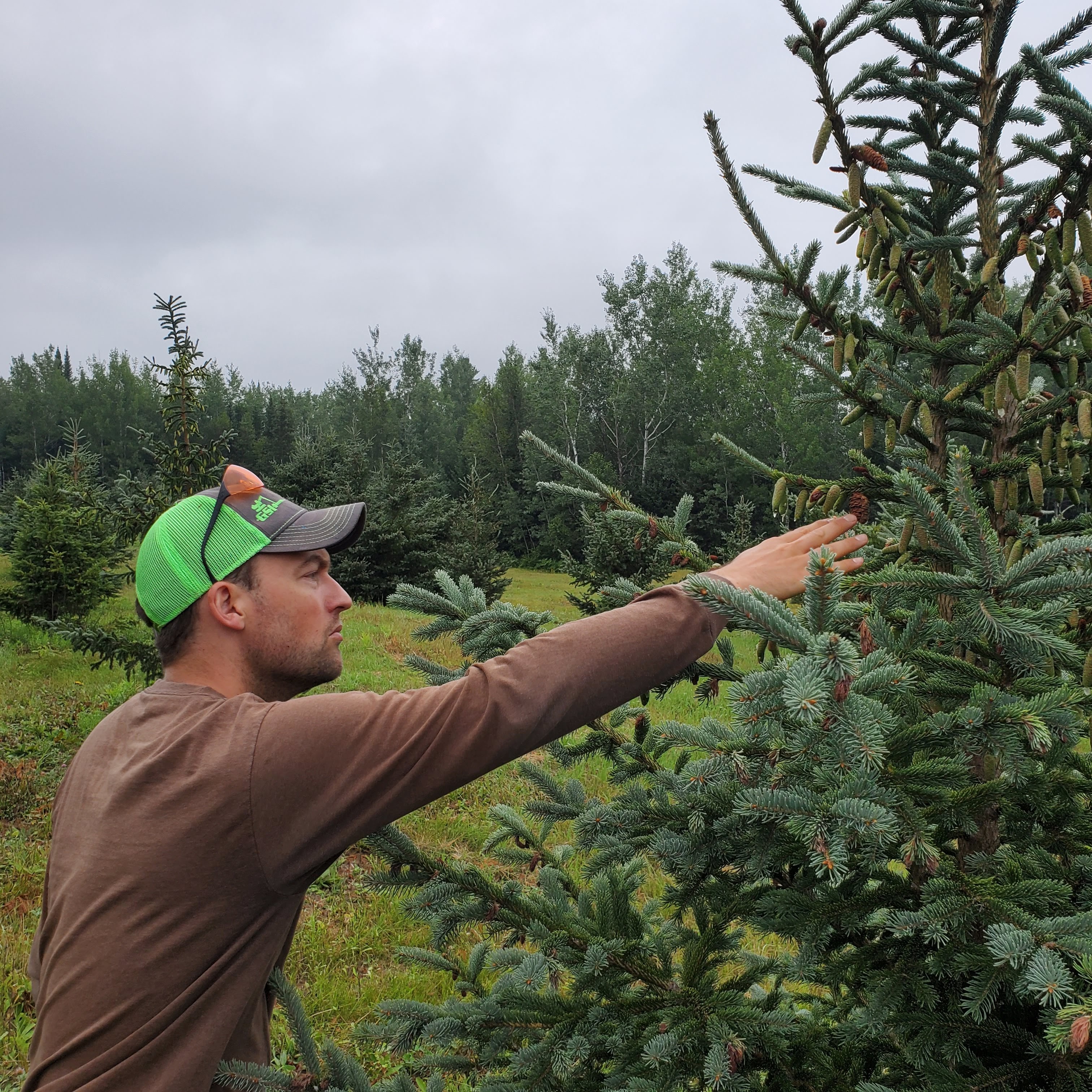Mark Westphal inspecting white spruce cones