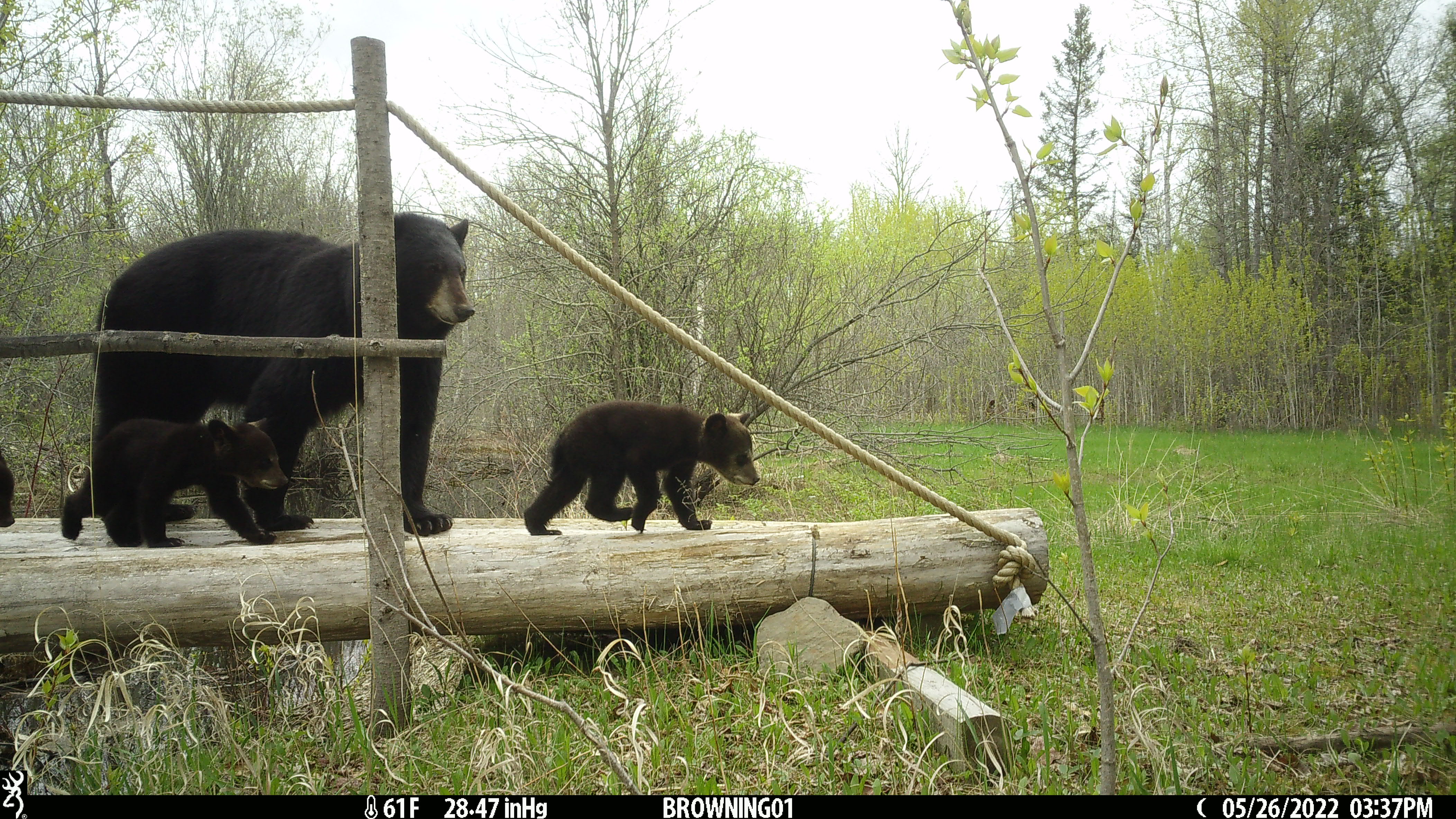 black bear mother and three cubs cross a log bridge