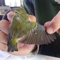 Tennessee warbler with outstretched wing held by researcher