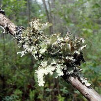 wrinkle lichen on a branch